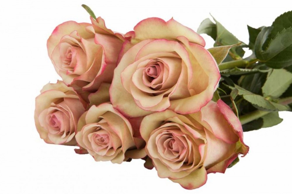 Rose Vintage peach 60 A1 Quimbiamba Ecuador buy wholesale on M-Flowers