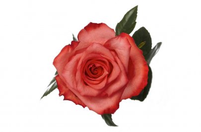 Rose High Booming light-pink 50 A1 Paramo Roses Ecuador buy wholesale on M-Flowers