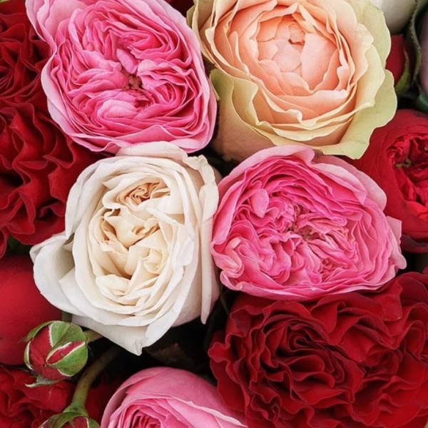 Rose Garden Mix multicolor 40 A1 Attar Roses Ecuador buy wholesale on M-Flowers 1