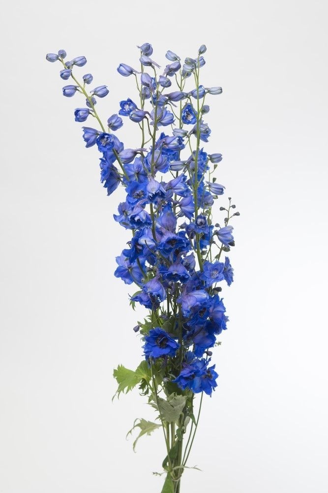 Delphinium Blue blue 70 A1 QUALIFERUS Russia buy wholesale on M-Flowers 1