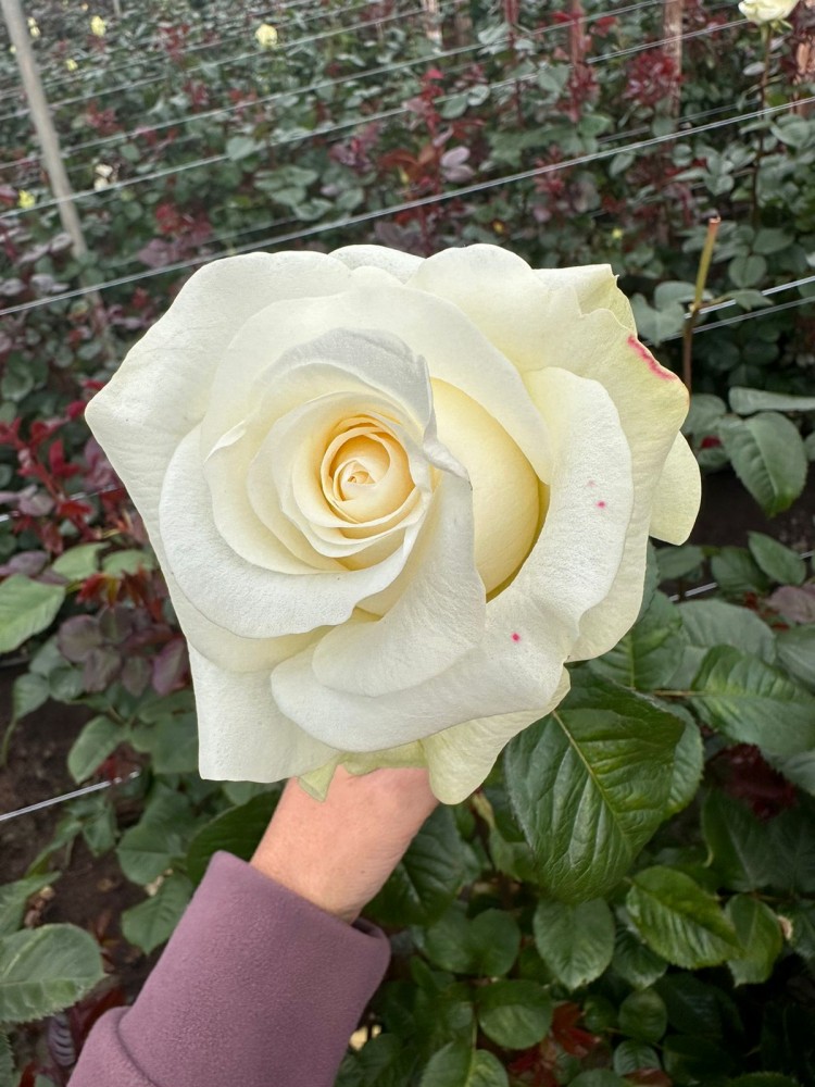 Rose Frost white 70 A1 Cantiza Ecuador buy wholesale on M-Flowers 1