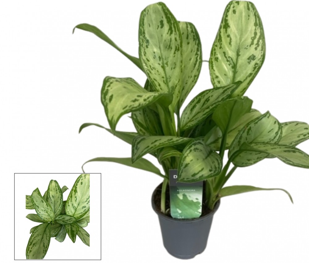 Plants Aglaonema Maria Christina (Decorum) green 35 A1 Decorum Netherlands buy wholesale on M-Flowers 1