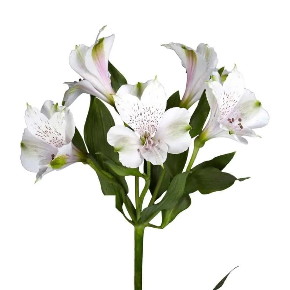Alstroemeria Mix  white+pink multicolor 70 A1  Colombia buy wholesale on M-Flowers 1