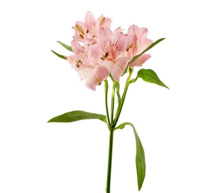 Alstroemeria Mix  white+pink multicolor 70 A1  Colombia buy wholesale on M-Flowers 2